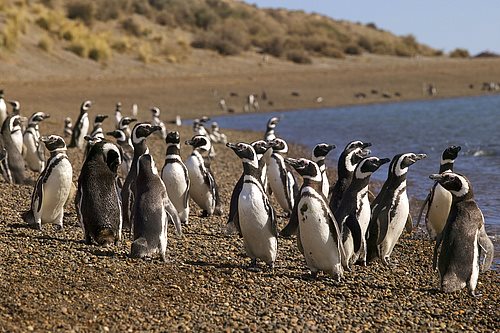 santuario de pingüinos
